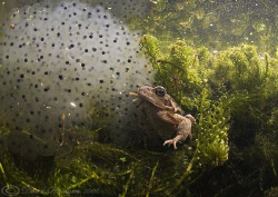 Frog with spawn, in the back garden pond. D200, 10.5mm. by Derek Haslam 